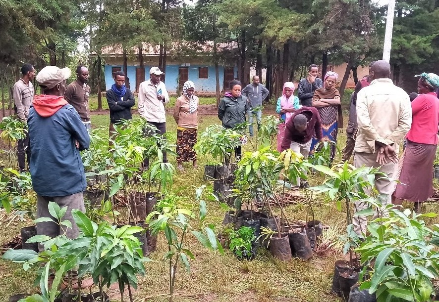 Tree Planting